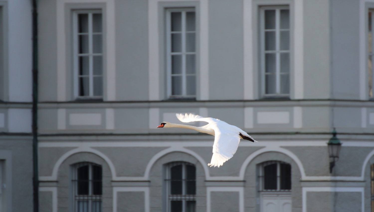 swan-flight